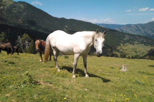 Horses Pallars Spain - PACTORES