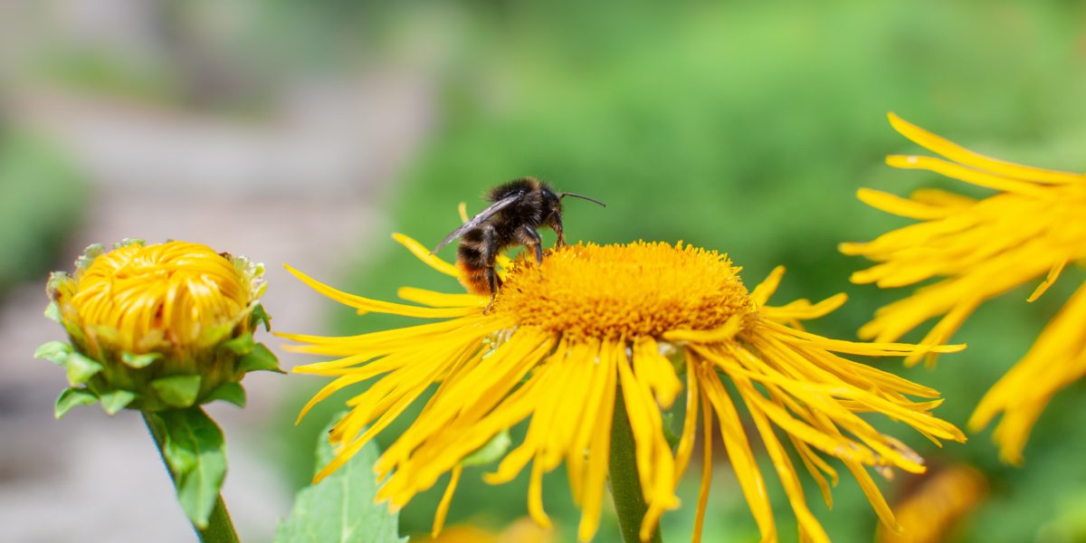 Abeja polinizando una flor