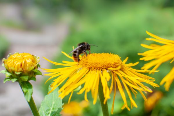 Abeja polinizando una flor